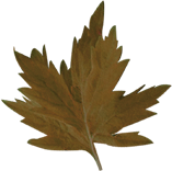 ���ð���