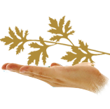 ����Ч��